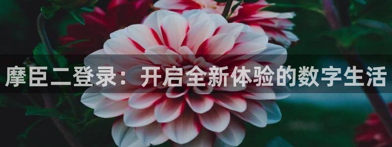 壹号top娱乐